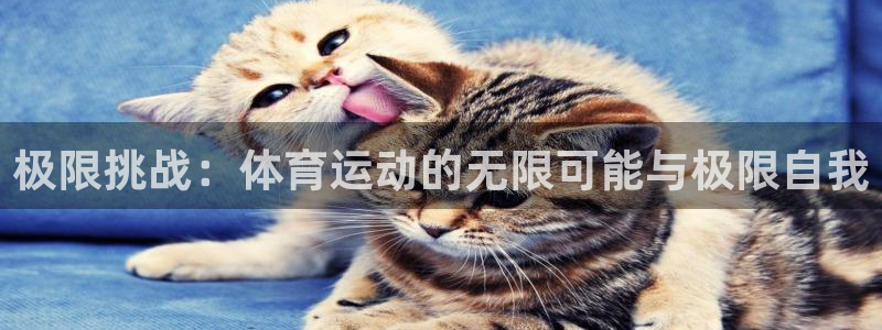 风速体育官网